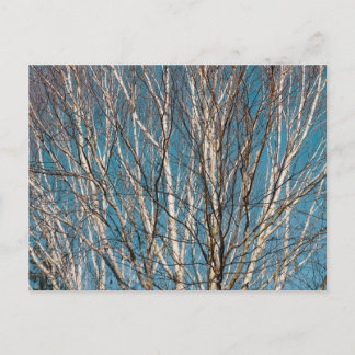 Silberne Zweige in der Sonne Postkarte