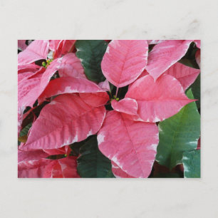 Silberner Stern Marmor-Weihnachtssterne Rosa Holid Feiertagspostkarte