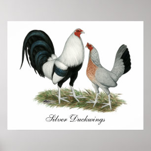 Silbernes Duckwing Gamefowl Poster