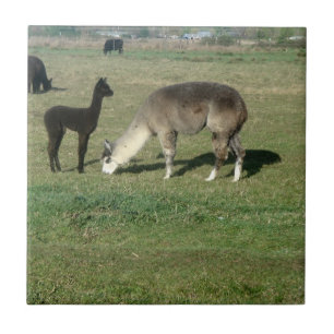 Silbernes Grau Alpaka u. Cria Fliese