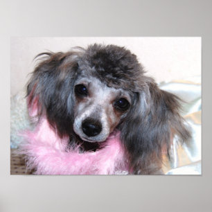 Silbernes Zwergpudel-Gesicht Poster