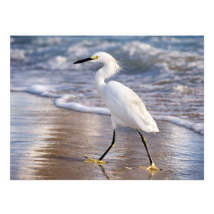 Silberreiher am Ufer Fotoabzug Fotodruck