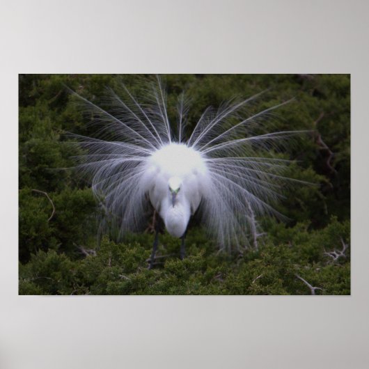 Silberreiher Foto Poster (Vorne)