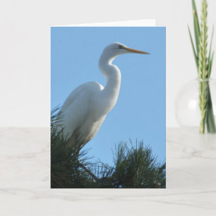Silberreiher im sonnigen Florida Karte