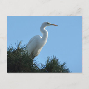 Silberreiher im sonnigen Florida Postkarte