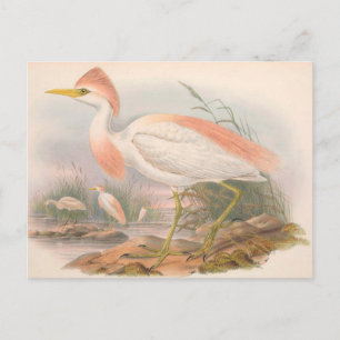 Silberreiherer Vintage Zoologische Skizze Postkart Postkarte