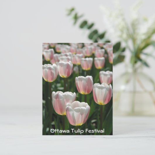 Silberrosa Tulpen Postkarte (Stehend Vorderseite)