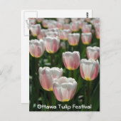 Silberrosa Tulpen Postkarte (Vorne/Hinten)