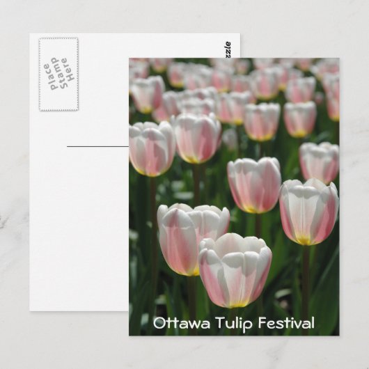 Silberrosa Tulpen Postkarte (Vorne/Hinten)