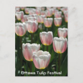 Silberrosa Tulpen Postkarte (Vorderseite)