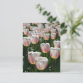 Silberrosa Tulpen Postkarte (Stehend Vorderseite)