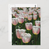 Silberrosa Tulpen Postkarte (Vorne/Hinten)