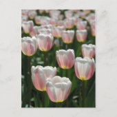 Silberrosa Tulpen Postkarte (Vorderseite)