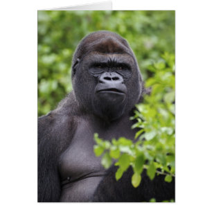 Silberrücken-Flachlandgorilla, Gorilla gorilla,