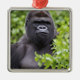 Silberrücken-Flachlandgorilla, Gorilla gorilla, Ornament Aus Metall