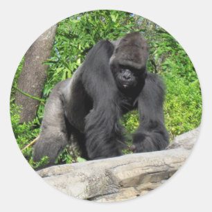 Silberrücken-Gorilla-Aufkleber Runder Aufkleber