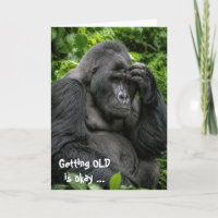 Silberrücken-Gorilla zum Geburtstag tief in Gedank
