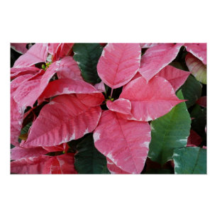 Silberstern-Marmor-Weihnachtssterne Rosa Holiday F Poster