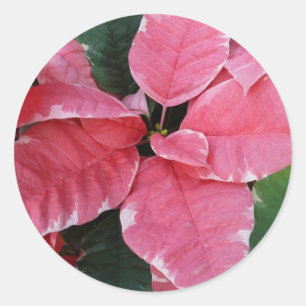 Silberstern-Marmor-Weihnachtssterne Rosa Holiday F Runder Aufkleber