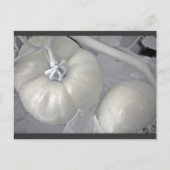 SilberTomaten Postkarte (Vorderseite)