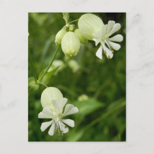 Silene Vulgaris Postkarte