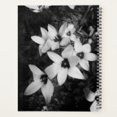 Silent Symmetry Planer (Rückseite)