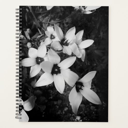 Silent Symmetry Planer (Vorderseite)