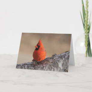Silent wonders blank greeting card Cardinal Karte