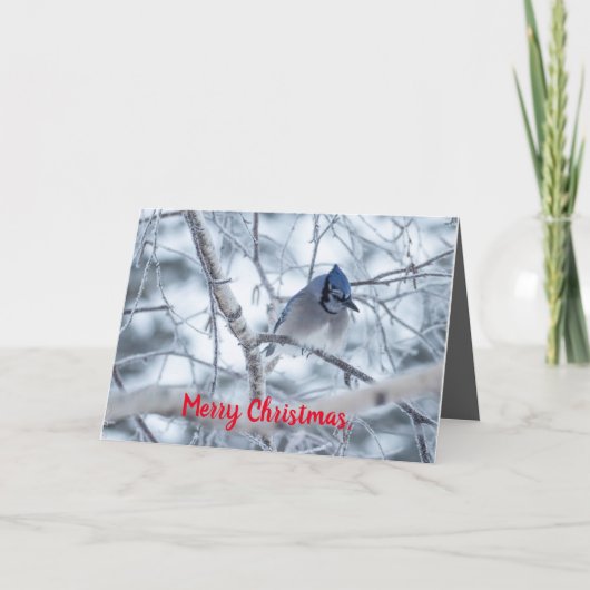 Silent Wonders Christmas Card Blue Jay Dankeskarte (Vorderseite)