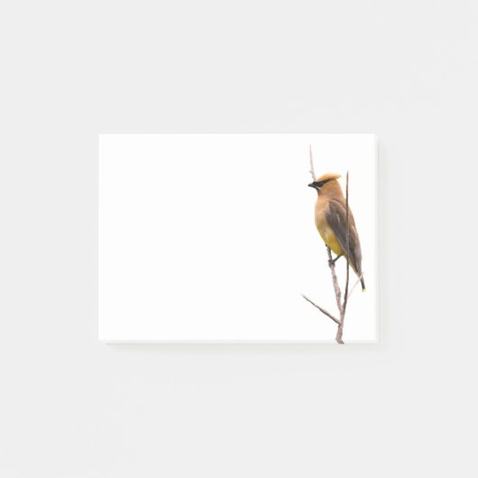 Silent Wonders Post es merkt Cedar Waxwing Post-it Klebezettel (Vorderseite)