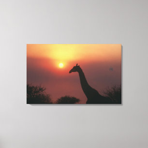 Silhouette der Giraffe (Giraffa Camelopardalis) Leinwanddruck