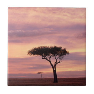 Silhouette des Akazienbaums bei Sonnenaufgang Fliese