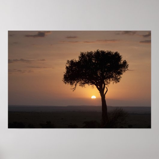 Silhouette des Baumes auf schlicht, Masai Mara 2 Poster (Vorne)