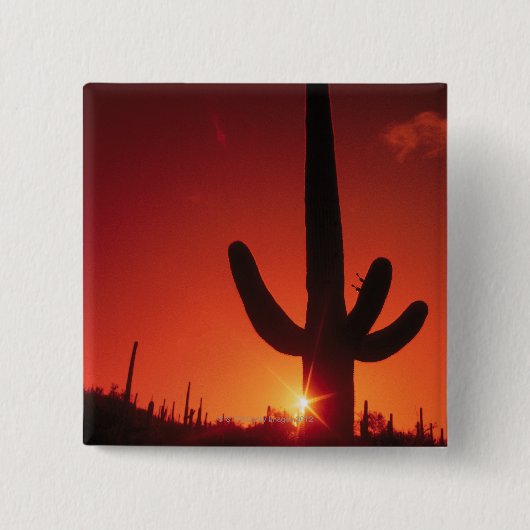 Silhouette des Kaktus an der Dämmerung, Button (Vorderseite)