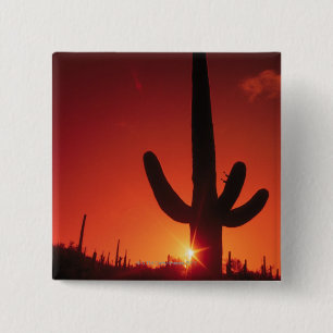 Silhouette des Kaktus an der Dämmerung, Button