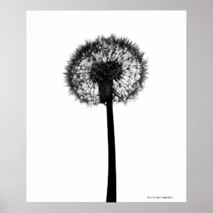 Silhouette des Löwenzahns Poster