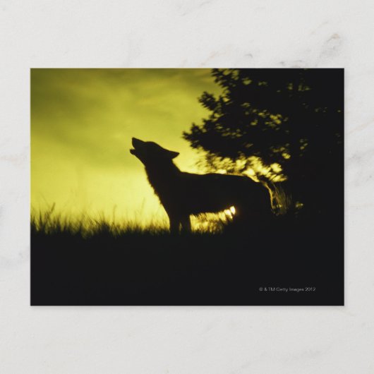 Silhouette des Wolfhechens Postkarte (Vorderseite)