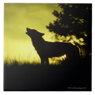 Silhouette des Wolfs heulend Fliese