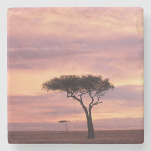 Silhouette eines Akazienbaums bei Sonnenaufgang Steinuntersetzer