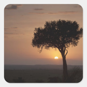 Silhouette eines Baumes in der Ebene, Masai Mara 2 Quadratischer Aufkleber