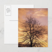 Silhouette eines Baumes mit Rosa und Orange Sky Postkarte (Vorne/Hinten)