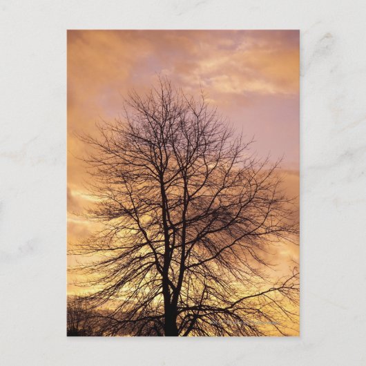Silhouette eines Baumes mit Rosa und Orange Sky Postkarte (Vorderseite)