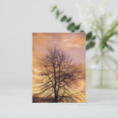 Silhouette eines Baumes mit Rosa und Orange Sky Postkarte (Stehend Vorderseite)