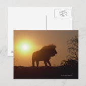 Silhouette eines Löwen Postkarte (Vorne/Hinten)