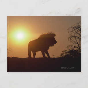 Silhouette eines Löwen Postkarte