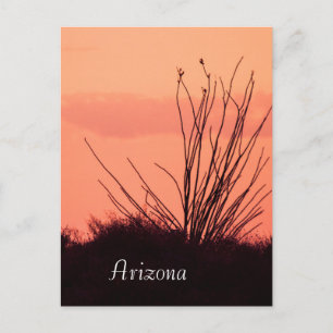 Silhouette eines Ocotillo Arizona Postkarte