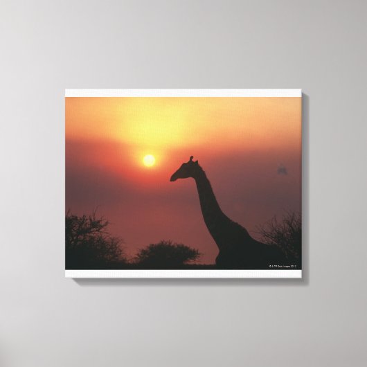 Silhouette Giraffe (Giraffa Camelopardalis) Leinwanddruck (Vorderseite)