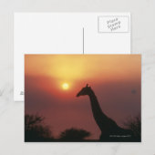 Silhouette Giraffe (Giraffa Camelopardalis) Postkarte (Vorne/Hinten)