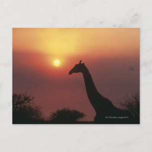 Silhouette Giraffe (Giraffa Camelopardalis) Postkarte