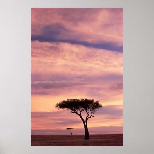 Silhouette image of acacia tree at sunrise poster (Vorne)